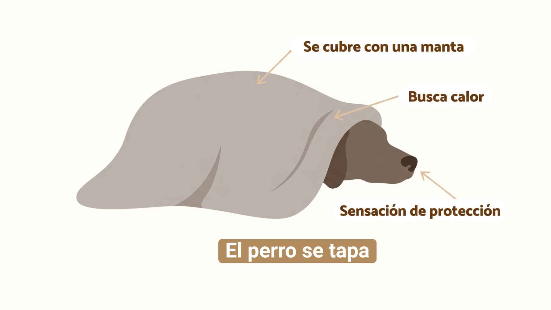 Perro se tapa para dormir
